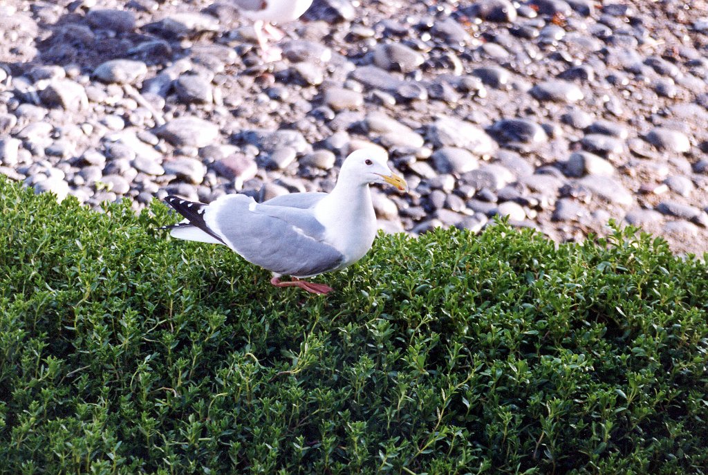 Gull, Thayer's 1 B02P49I02.jpg - Thayer's Gull